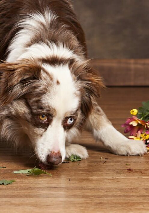 hardwood-spill-square hardwood-spill-square | Metro Flooring Contractors